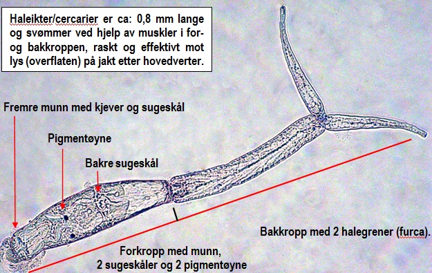 Svmmekle Ikte