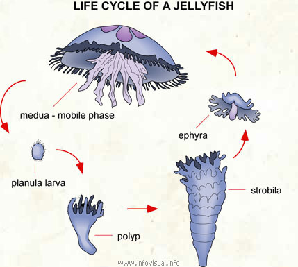 Lifssyklus